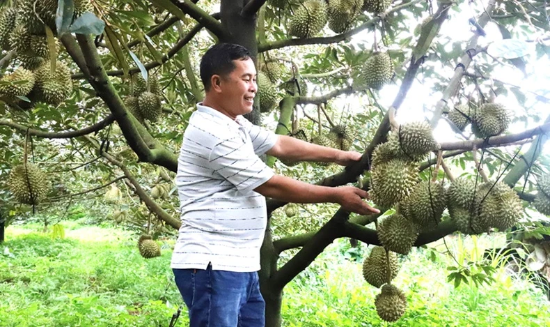 Khẩn trương điều tra, xử lý nghiêm các đối tượng phá hoại vườn sầu riêng ở Đắk Lắk ảnh 6