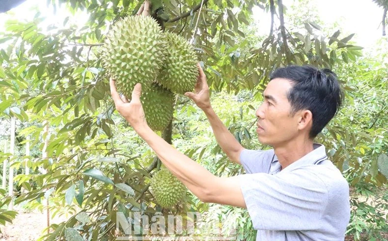 Lễ hội Sầu riêng huyện Krông Pắc lần thứ II năm 2024 diễn ra từ ngày 31/8 đến 2/9 ảnh 4