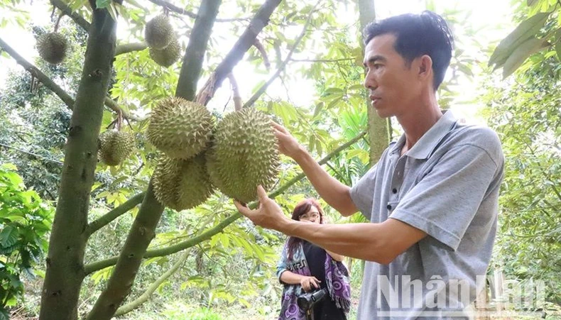 Huyện Krông Pắc: Mua sắm ô-tô tăng cao nhờ 