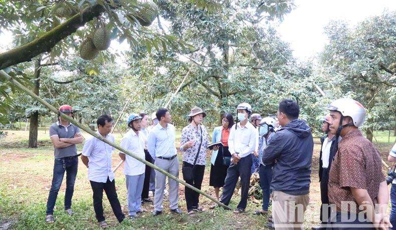 Đắk Lắk tăng cường quản lý hoạt động thu mua, xuất khẩu sầu riêng ảnh 3