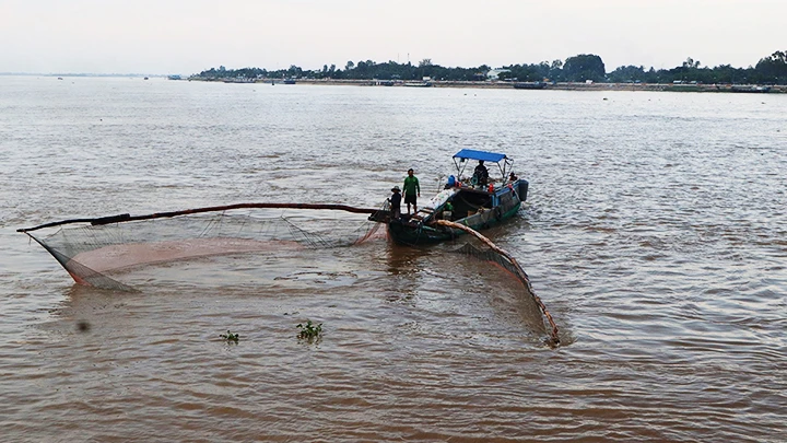 Sôi động mùa cá ra sông ảnh 1