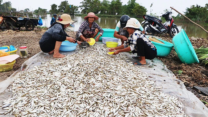 Sôi động mùa cá ra sông ảnh 2