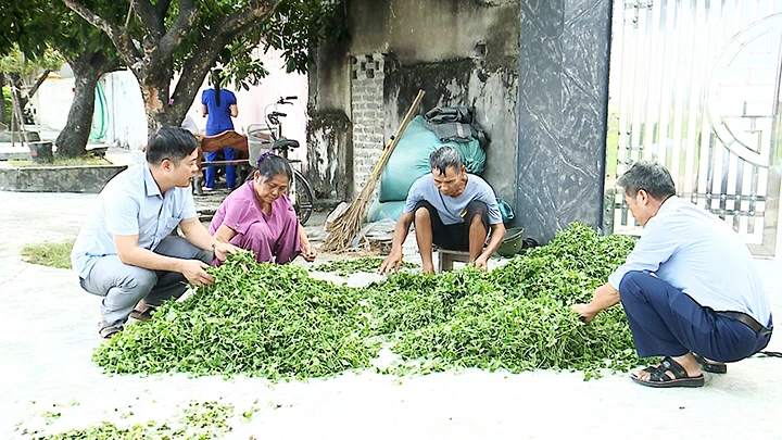Từ đất trũng lên đời xanh ảnh 1