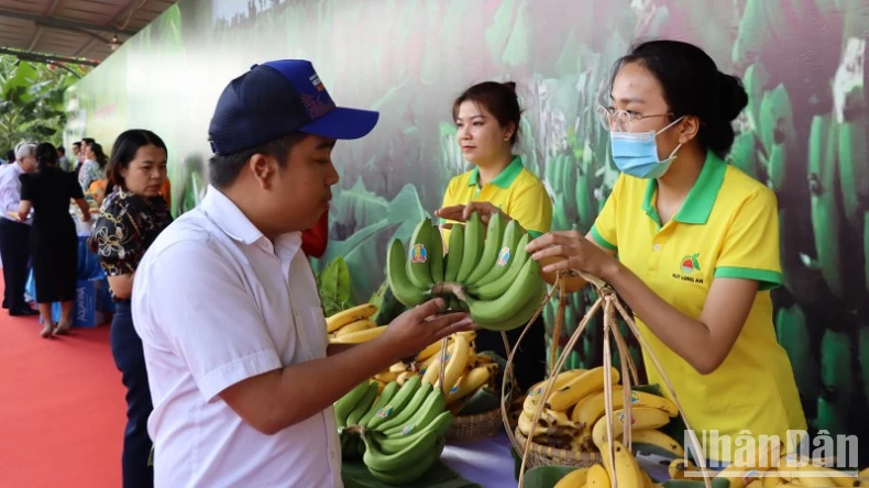 Điều tra vụ việc gần 1.000 buồng chuối bị phá hoại trước ngày thu hoạch ảnh 2