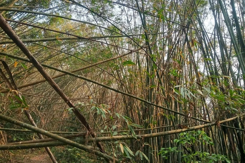 Cây chết hàng loạt, tiềm ẩn nguy cơ cháy rừng ở khu vực biên giới Nghệ An ảnh 1