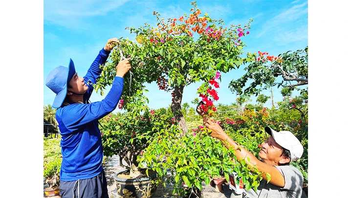 Tất bật làng hoa, kiểng Chợ Lách ảnh 2