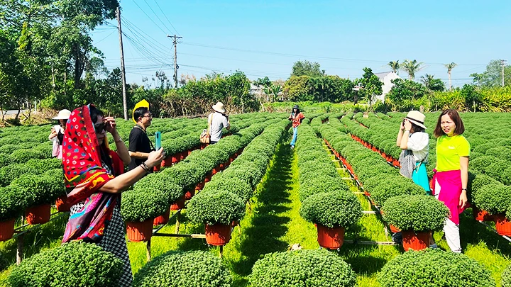 Tất bật làng hoa, kiểng Chợ Lách ảnh 3