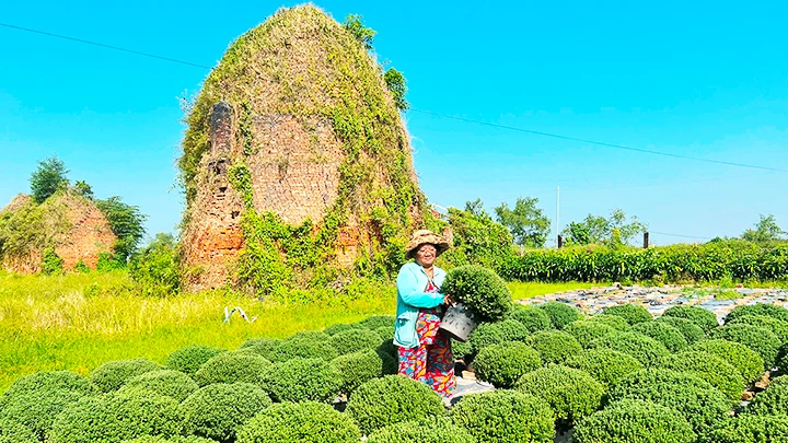 Tất bật làng hoa, kiểng Chợ Lách ảnh 4