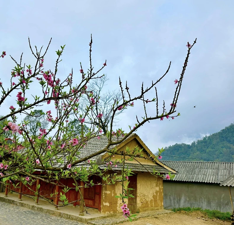 Sắc xuân trên bản người Dao đầu bằng - Sì Thâu Chải ảnh 12