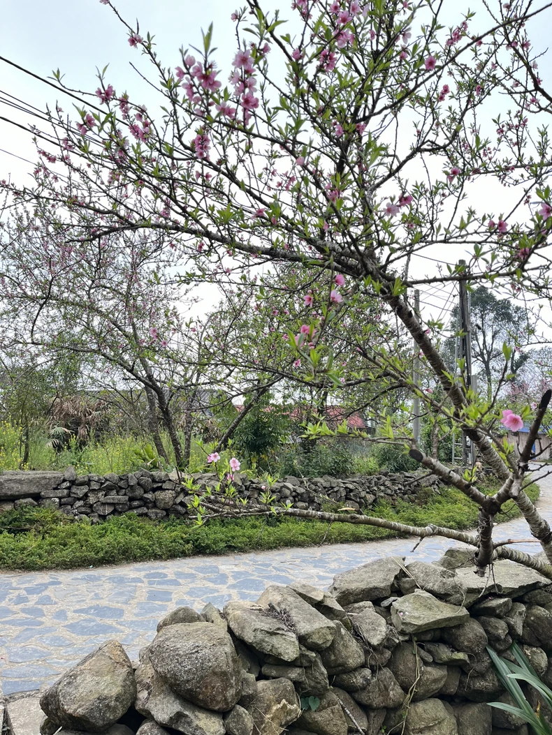 Sắc xuân trên bản người Dao đầu bằng - Sì Thâu Chải ảnh 13