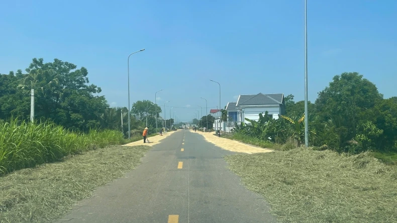 Vào mùa gặt, quốc lộ lại biến thành sân phơi ảnh 2