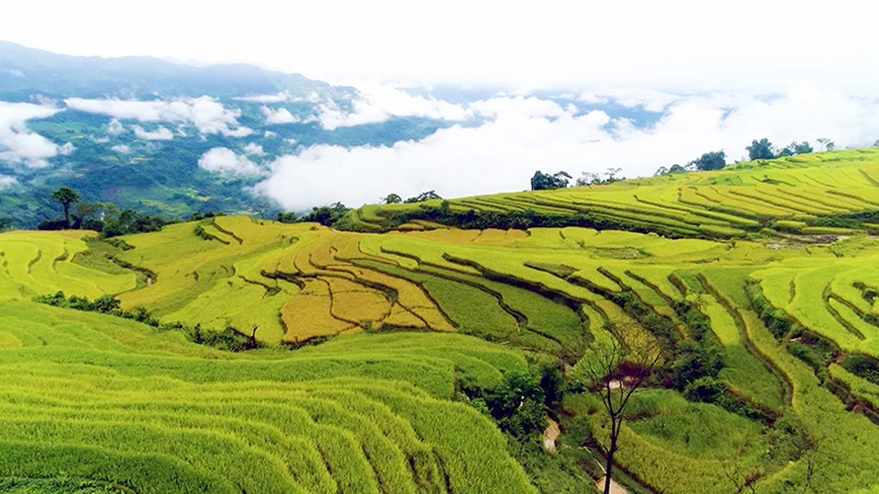 Ruộng bậc thang mùa lúa chín tại xã Hồng Thái, huyện Na Hang.