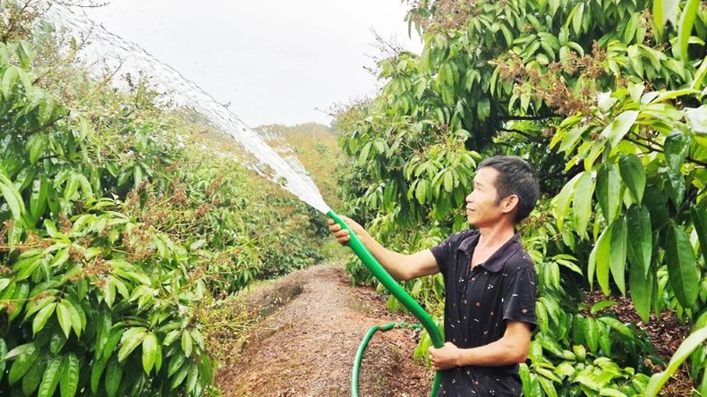 Signed cooperation in collaboration with Bac Giang lychee consumption 2025 image 1