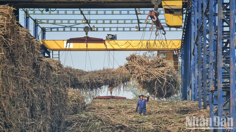 Nghệ An phát triển vùng nguyên liệu mía ảnh 1
