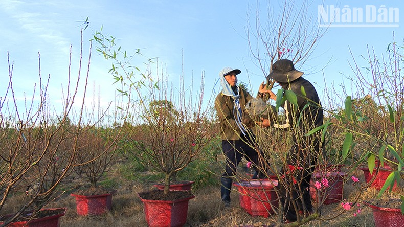 Hoa đào đón Tết trên đất Tây Nguyên ảnh 3