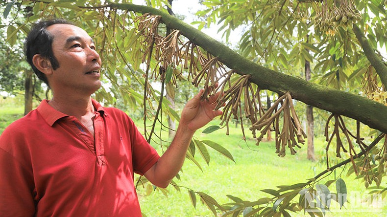 Mưa trái mùa làm bông sầu riêng rụng hàng loạt ở Lâm Đồng ảnh 1