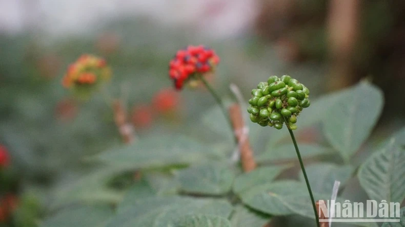 Phát triển và hình thành trung tâm công nghiệp dược liệu tại tỉnh Quảng Nam với sâm Ngọc Linh là cây chủ lực ảnh 3