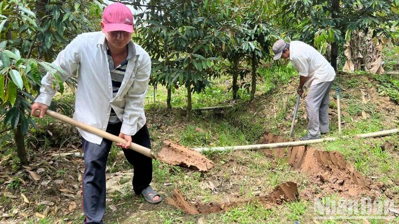 Bến Tre chủ động ứng phó hạn mặn ảnh 1