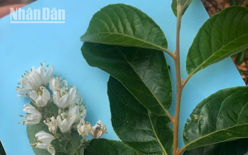 Phát hiện loài hoa dơi đen ở Sơn La ảnh 4