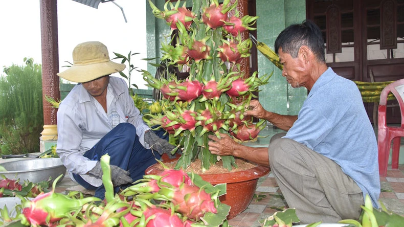 Độc đáo thanh long chậu chưng Tết ở Tiền Giang ảnh 1