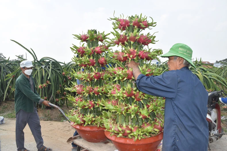 Độc đáo thanh long chậu chưng Tết ở Tiền Giang ảnh 3