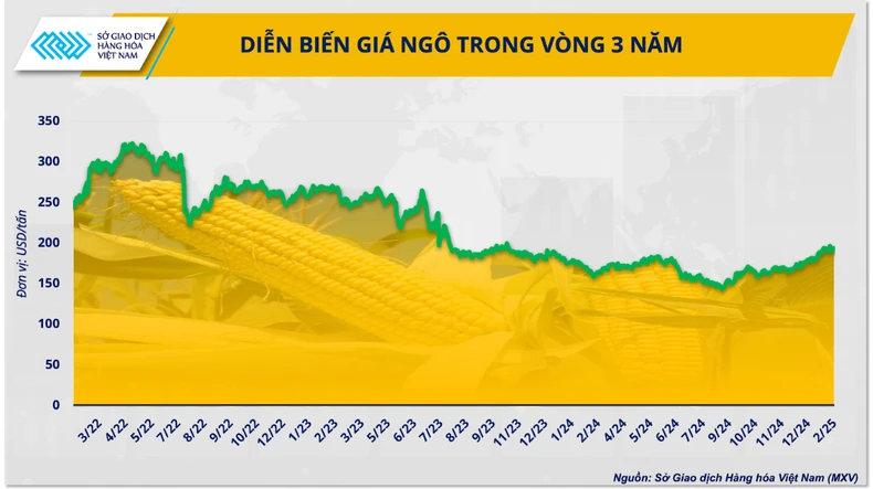 World corn market in 2025: Challenge with photos 1