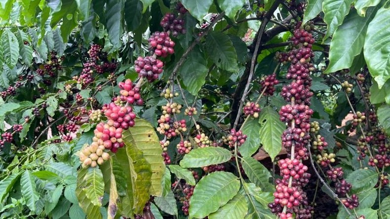 Đắk Lắk ban hành Quy chế quản lý chỉ dẫn địa lý “Buôn Ma Thuột” cho sản phẩm cà-phê Robusta ảnh 1