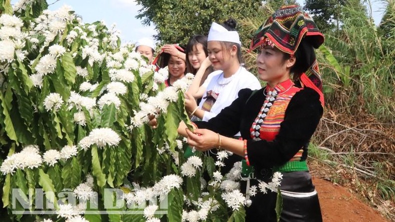 Công khai số điện thoại tiếp nhận thông tin phản ánh của du khách trong dịp Lễ hội Cà-phê Buôn Ma Thuột ảnh 1