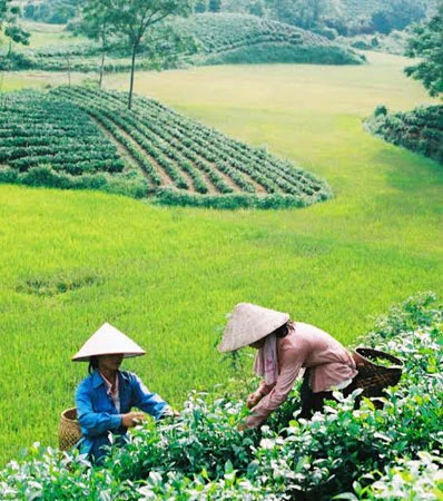 Thái Nguyên “Tinh hoa Trà Việt” ảnh 1