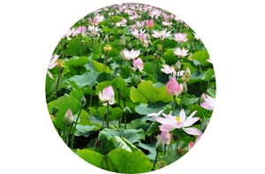 Đánh thức Láng Sen ảnh 1