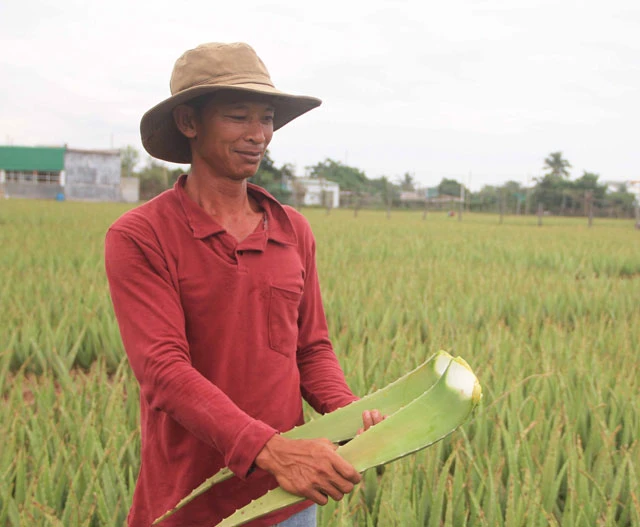 Nông dân Ninh Thuận thoát nghèo nhờ cây nha đam ảnh 1