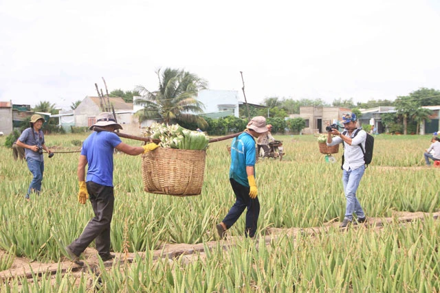 Nông dân Ninh Thuận thoát nghèo nhờ cây nha đam ảnh 2