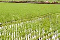 Đất nông nghiệp được chuyển nhượng khi có các điều kiện trong Luật Đất đai quy định.