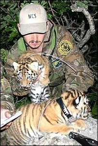 Các nhà khoa học phải chờ<br>cho con hổ mẹ rời khỏi hang để tiến hành<br>đeo vòng cổ cho các con hổ con.