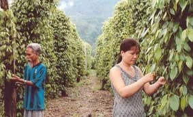 Nhân dân thôn miền núi Tống Cói, xã Ba, huyện Đông Giang (Quảng Nam) chăm sóc tiêu.