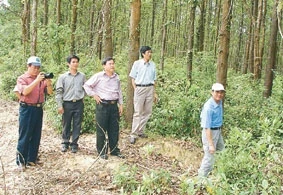 Cán bộ lâm nghiệp Quảng Trị khảo sát, đánh giá chất lượng rừng trồng.