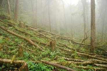 “Nhường” đất sống cho Voọc mũi hếch ở Quản Bạ