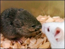 Những con chuột nhân bản vô tính được tạo ra từ tế bào não chuột đông lạnh.