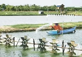 Nuôi tôm công nghiệp tại huyện Long Phú (Sóc Trăng).