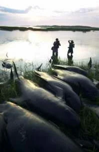 52 cá voi mắc cạn đã thiệt mạng hôm 22-11 (ảnh: AFP).