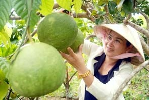 Bưởi da xanh, một loại cây ăn quả đem lại hiểu quả kinh tế cao ở huyện Châu Thành, Bến Tre. Ảnh: TTXVN
