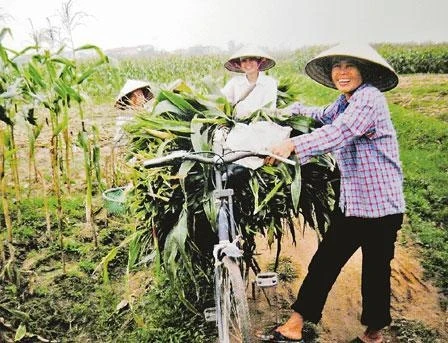 Những người phụ nữ đơn thân ở Tân Minh, Sóc Sơn.