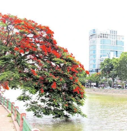 Lung linh sắc đỏ