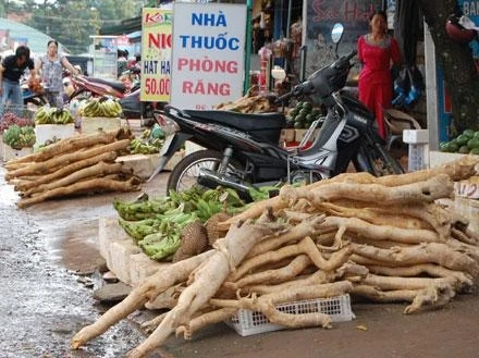 Cây mật nhân bày bán tràn lan ở chợ Gia Nghĩa, tỉnh Đác Nông.