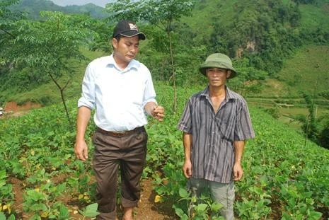 Nhân dân xã Bằng Thành trồng hàng trăm ha mà không thành rừng do cây giống được cấp sắp chết.