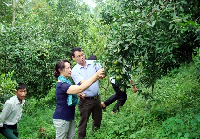 Các kỹ thuật viên Hội Nông dân tỉnh Bắc Cạn hướng dẫn hội viên chăm sóc cây. Ảnh: DUY HOÀI