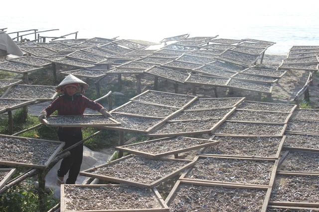 Người dân phơi cá cơm trên đảo Thổ Chu.