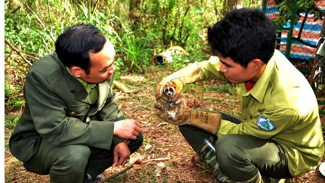 Kiểm tra sinh trưởng của Cu li nhỏ ở Trung tâm cứu hộ, bảo tồn và phát triển sinh vật Hoàng Liên.