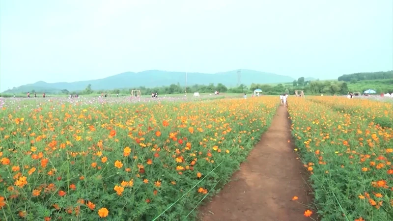 Mô hình trồng hoa tại Nghệ An thu hút khách du lịch