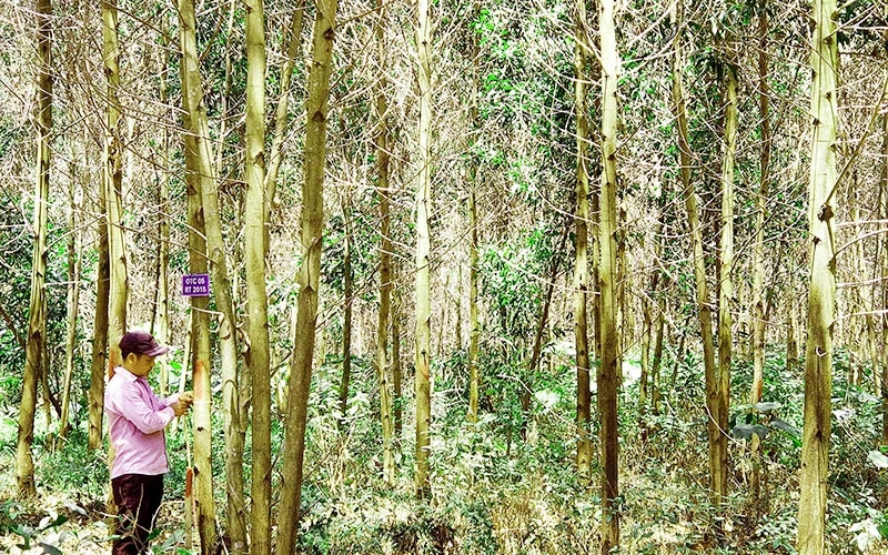 Ðo kích thước phát triển cây gỗ của rừng được cấp chứng chỉ FSC tại huyện Hải Lăng.